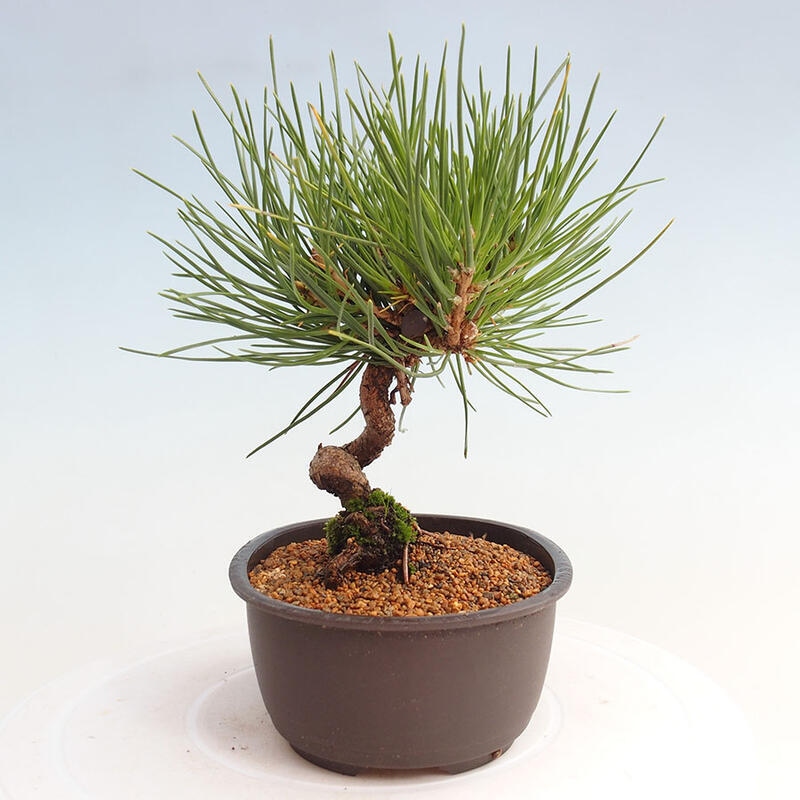 Bonsai im Freien - Pinus thunbergii - Thunbergia-Kiefer