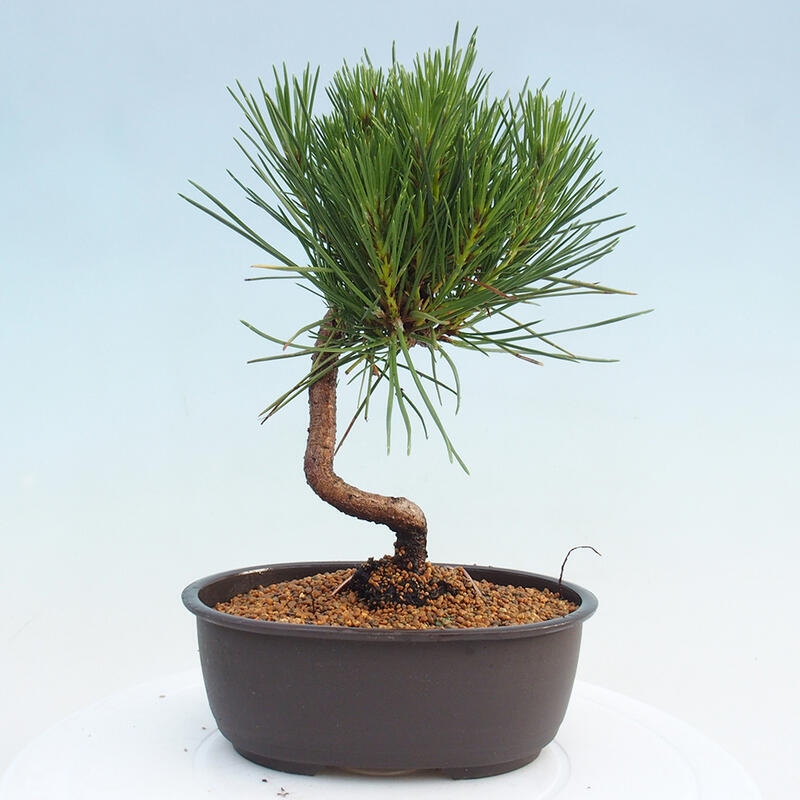 Bonsai im Freien - Pinus thunbergii - Thunbergia-Kiefer