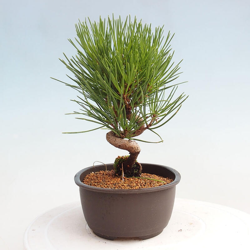 Bonsai im Freien - Pinus thunbergii - Thunbergia-Kiefer