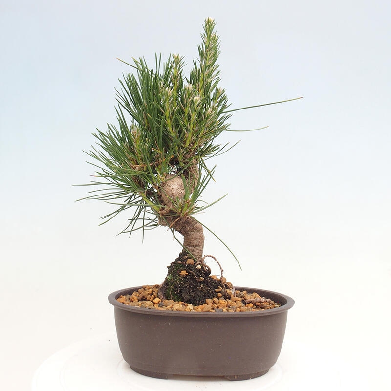 Bonsai im Freien - Pinus thunbergii - Thunbergia-Kiefer