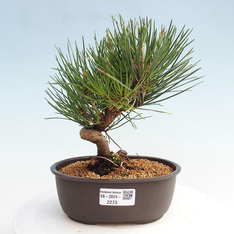 Bonsai im Freien - Pinus thunbergii - Thunbergia-Kiefer