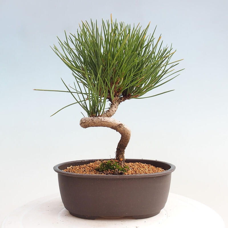 Bonsai im Freien - Pinus thunbergii - Thunbergia-Kiefer