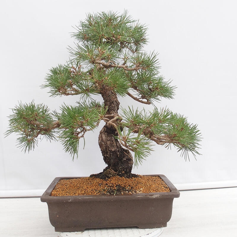 Outdoor-Bonsai - Pinus thunbergii - Thunbergkiefer