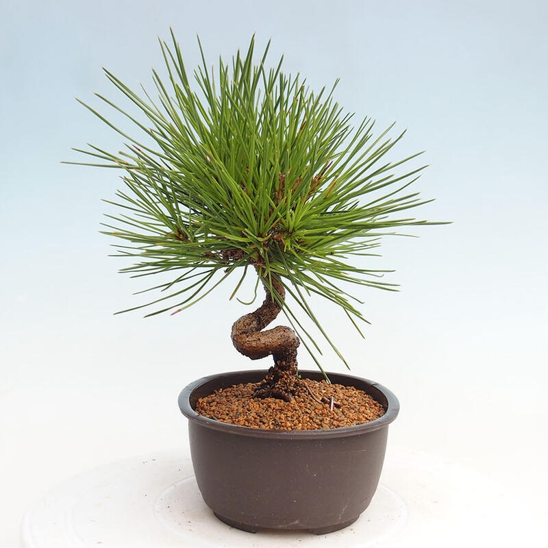 Bonsai im Freien - Pinus thunbergii - Thunbergia-Kiefer