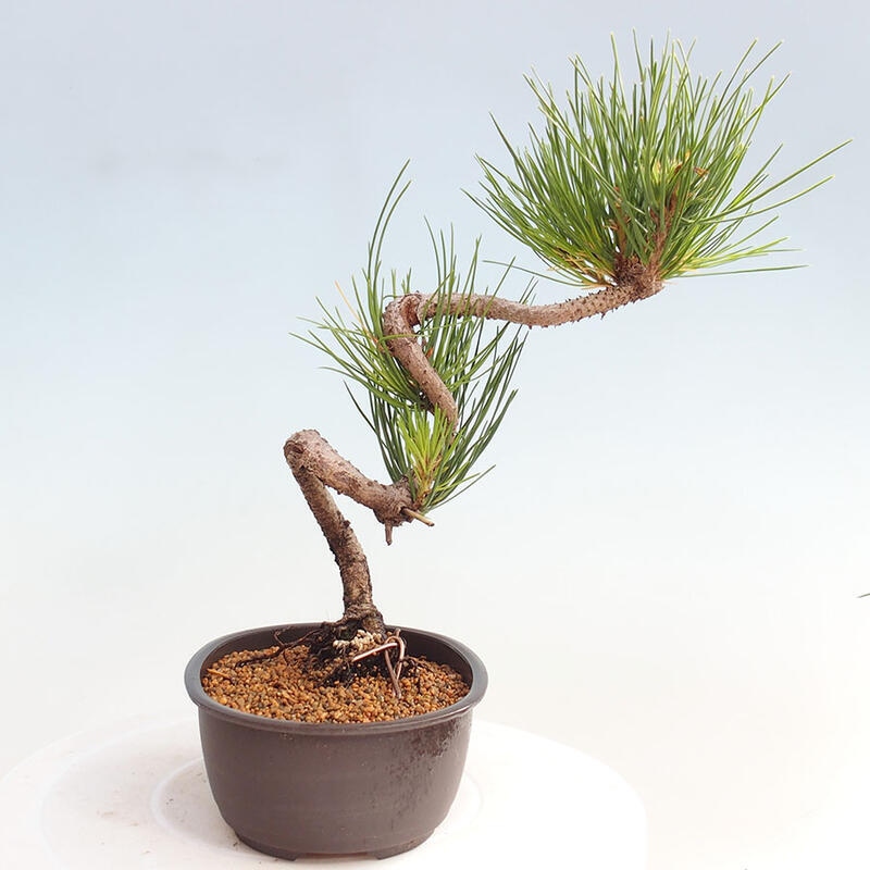 Bonsai im Freien - Pinus thunbergii - Thunbergia-Kiefer