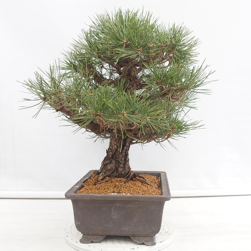 Outdoor-Bonsai - Pinus thunbergii - Thunbergkiefer