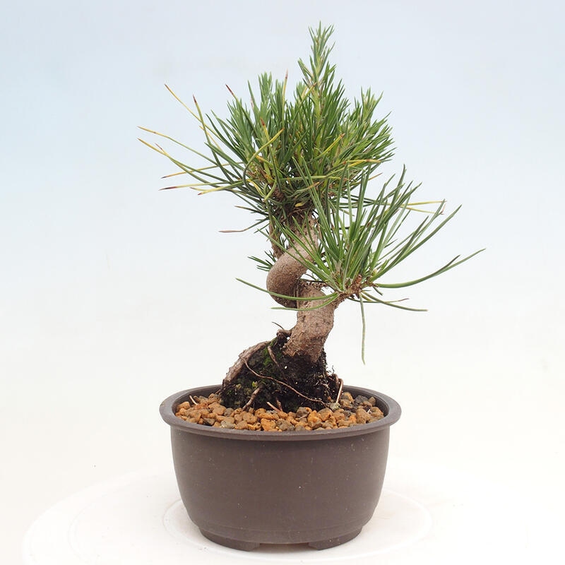 Bonsai im Freien - Pinus thunbergii - Thunbergia-Kiefer