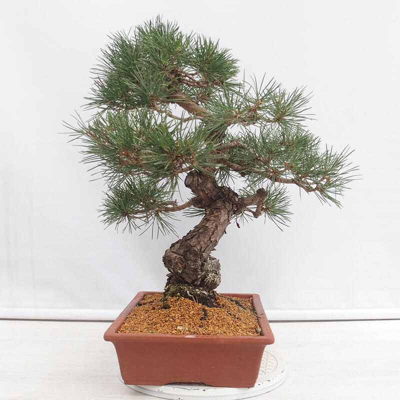 Outdoor-Bonsai - Pinus thunbergii - Thunbergkiefer