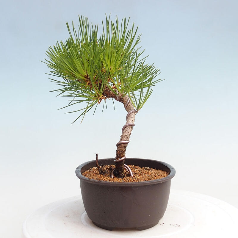 Bonsai im Freien - Pinus thunbergii - Thunbergia-Kiefer