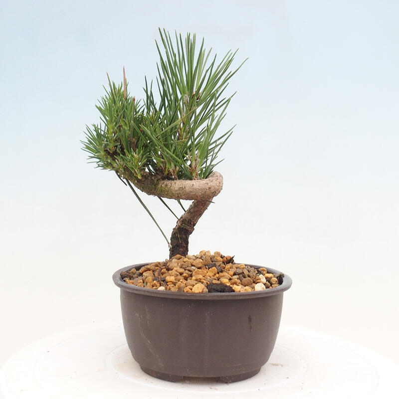 Bonsai im Freien - Pinus thunbergii - Thunbergia-Kiefer