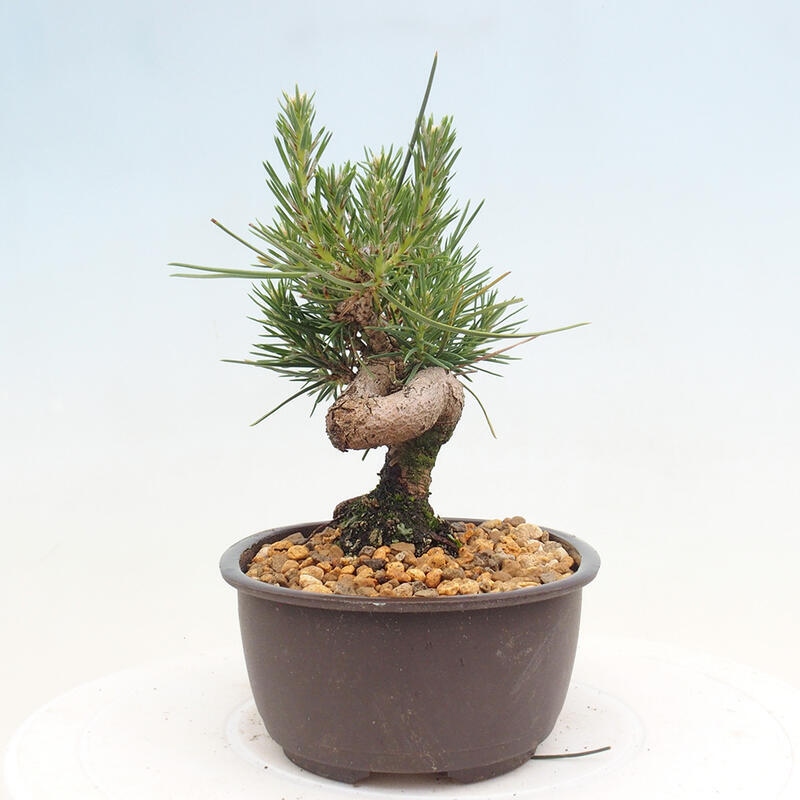 Bonsai im Freien - Pinus thunbergii - Thunbergia-Kiefer