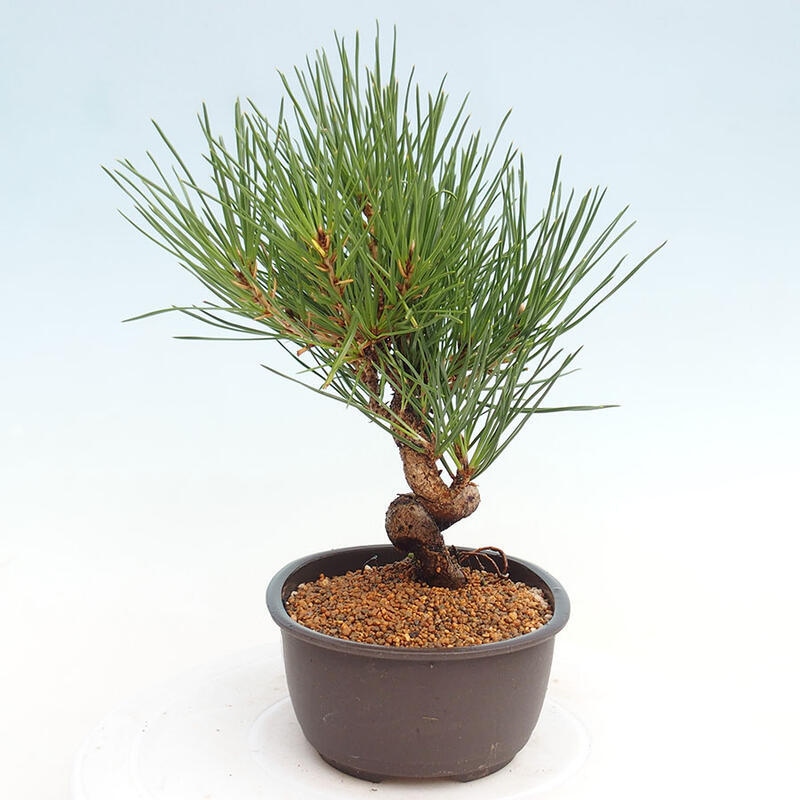 Bonsai im Freien - Pinus thunbergii - Thunbergia-Kiefer