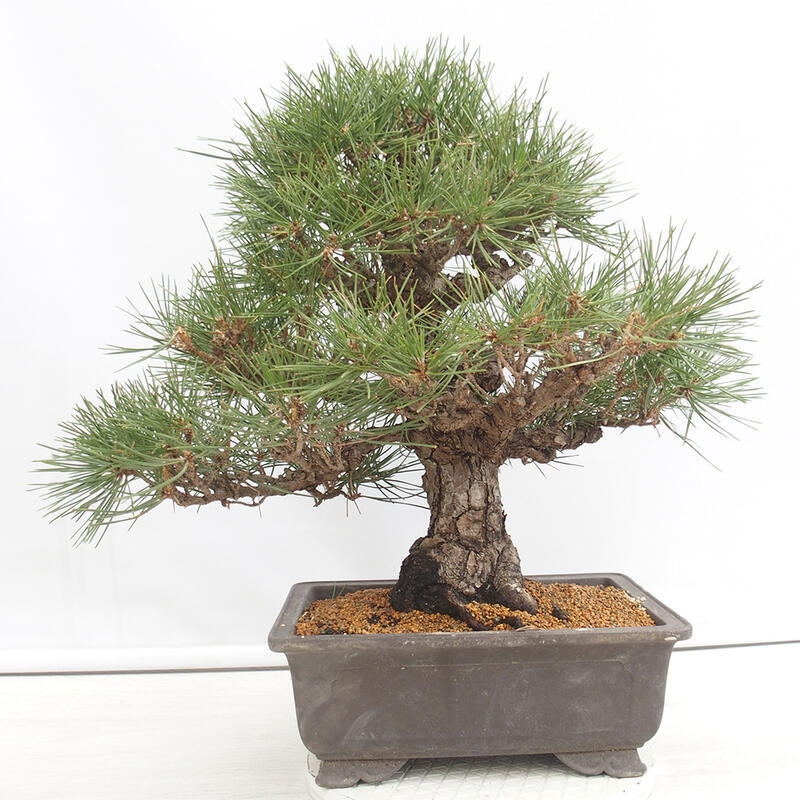 Outdoor-Bonsai - Pinus thunbergii - Thunbergkiefer