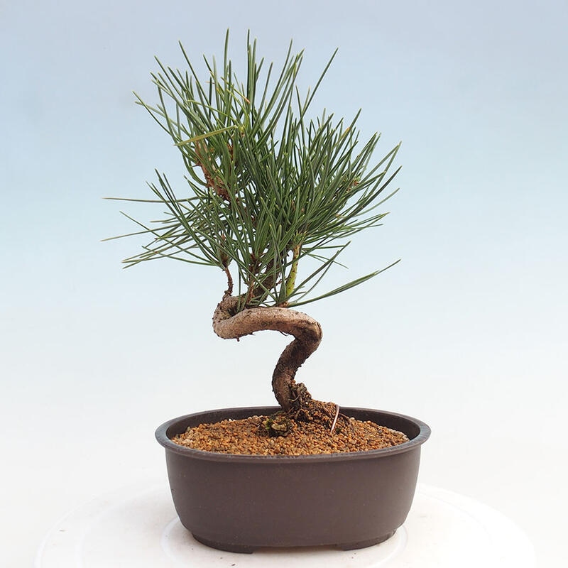 Bonsai im Freien - Pinus thunbergii - Thunbergia-Kiefer