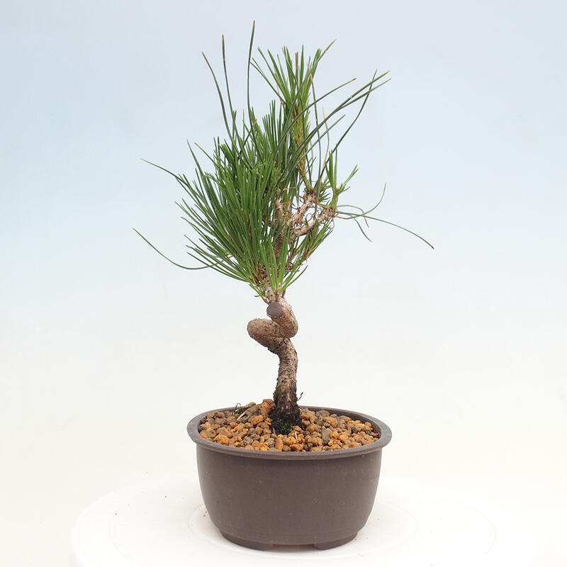 Bonsai im Freien - Pinus thunbergii - Thunbergia-Kiefer