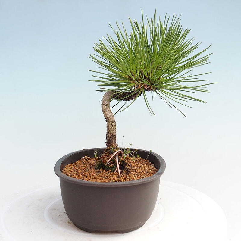 Bonsai im Freien - Pinus thunbergii - Thunbergia-Kiefer