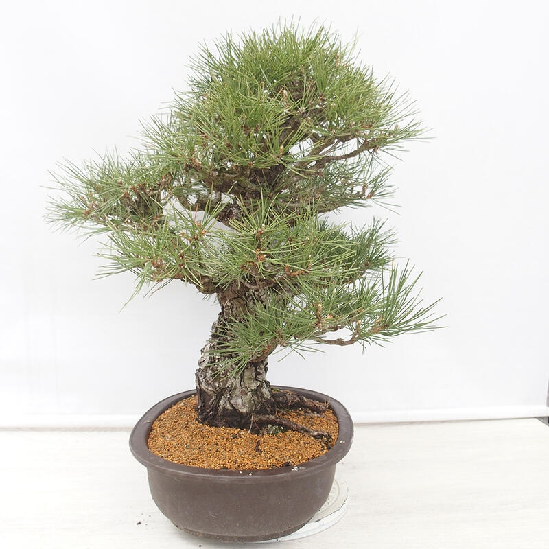 Outdoor-Bonsai - Pinus thunbergii - Thunbergkiefer