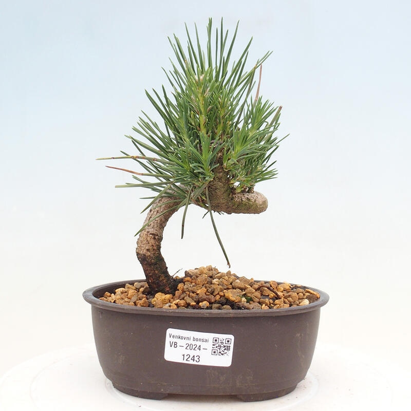 Bonsai im Freien - Pinus thunbergii - Thunbergia-Kiefer