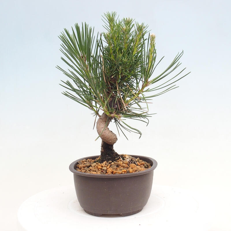 Bonsai im Freien - Pinus thunbergii - Thunbergia-Kiefer