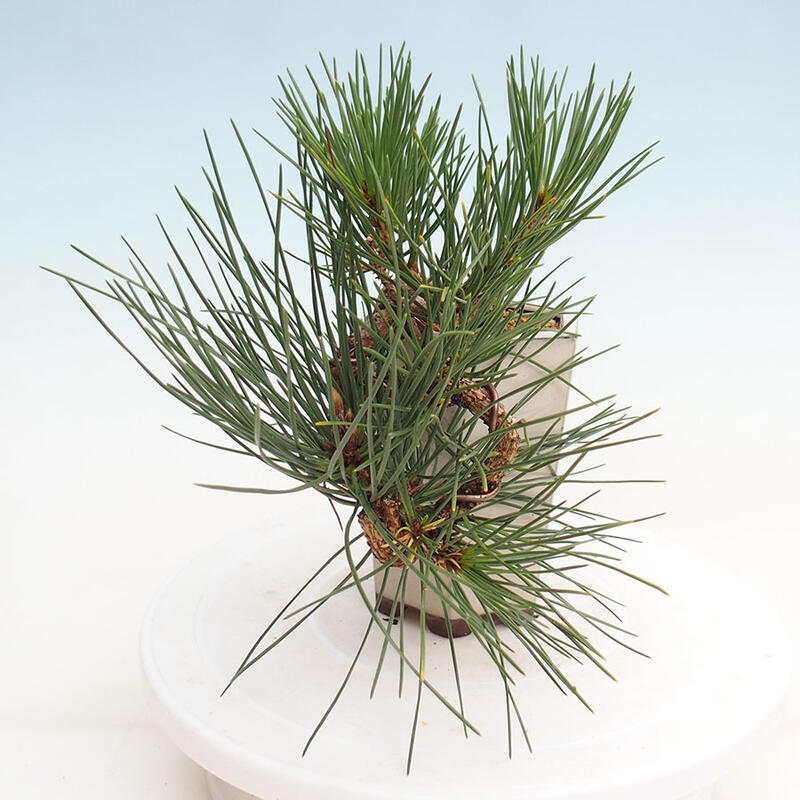 Bonsai im Freien - Pinus thunbergii - Thunbergia-Kiefer