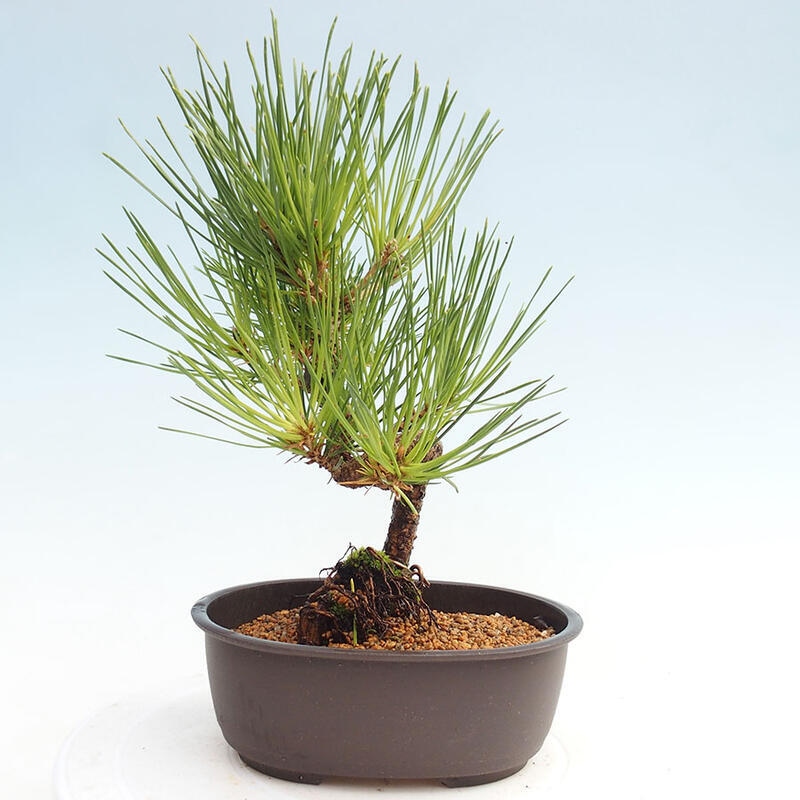 Bonsai im Freien - Pinus thunbergii - Thunbergia-Kiefer