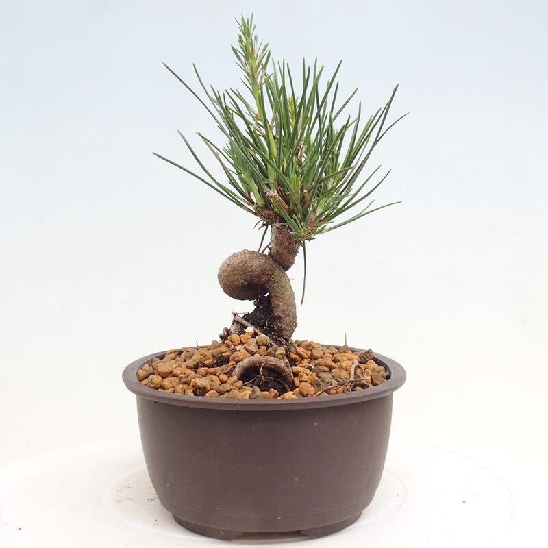 Bonsai im Freien - Pinus thunbergii - Thunbergia-Kiefer