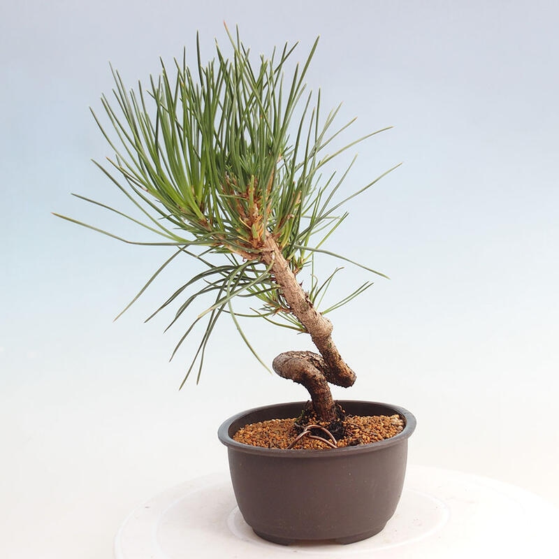 Bonsai im Freien - Pinus thunbergii - Thunbergia-Kiefer