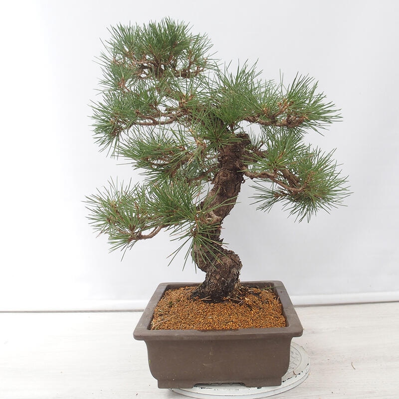 Outdoor-Bonsai - Pinus thunbergii - Thunbergkiefer