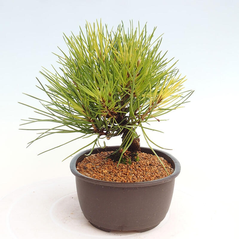 Bonsai im Freien - Pinus thunbergii - Thunbergia-Kiefer