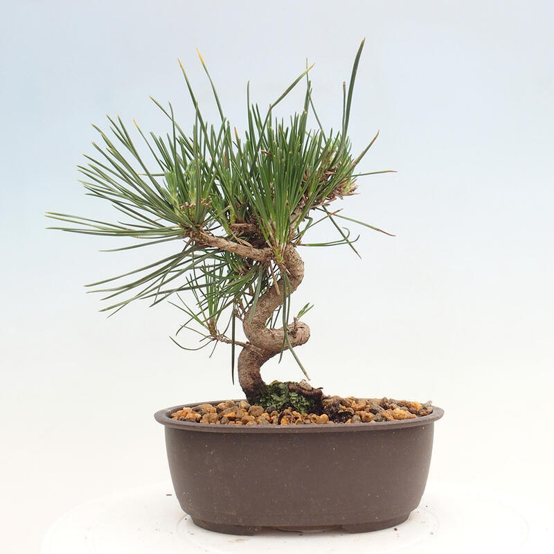 Bonsai im Freien - Pinus thunbergii - Thunbergia-Kiefer