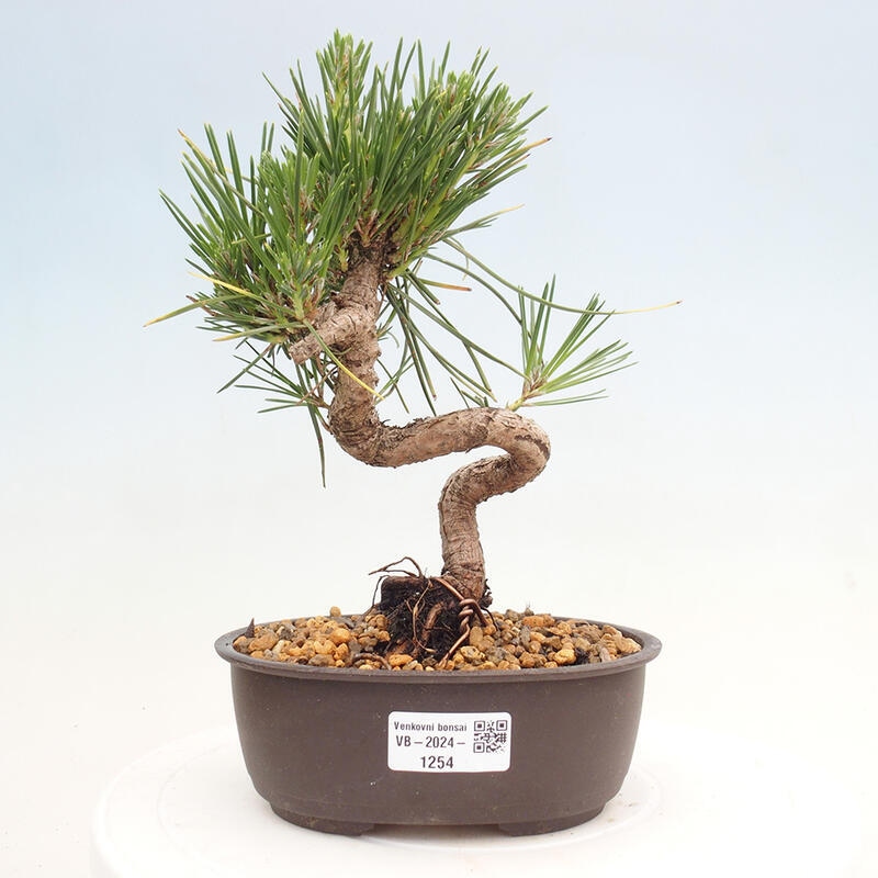 Bonsai im Freien - Pinus thunbergii - Thunbergia-Kiefer