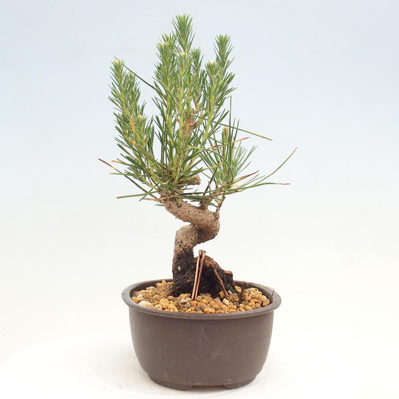 Bonsai im Freien - Pinus thunbergii - Thunbergia-Kiefer