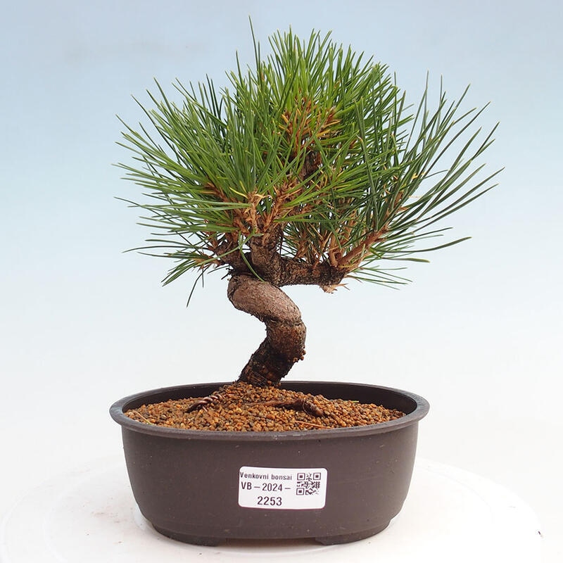 Bonsai im Freien - Pinus thunbergii - Thunbergia-Kiefer