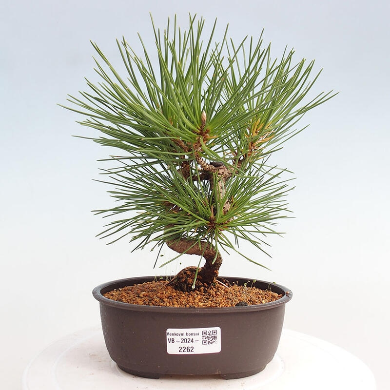 Bonsai im Freien - Pinus thunbergii - Thunbergia-Kiefer