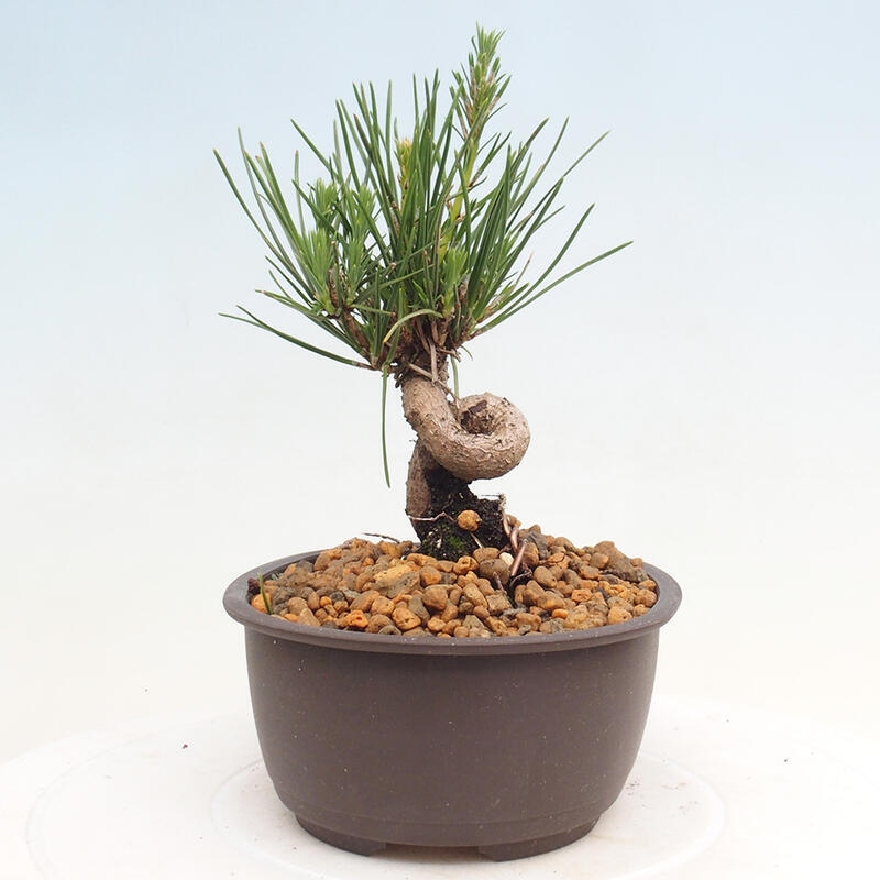 Bonsai im Freien - Pinus thunbergii - Thunbergia-Kiefer