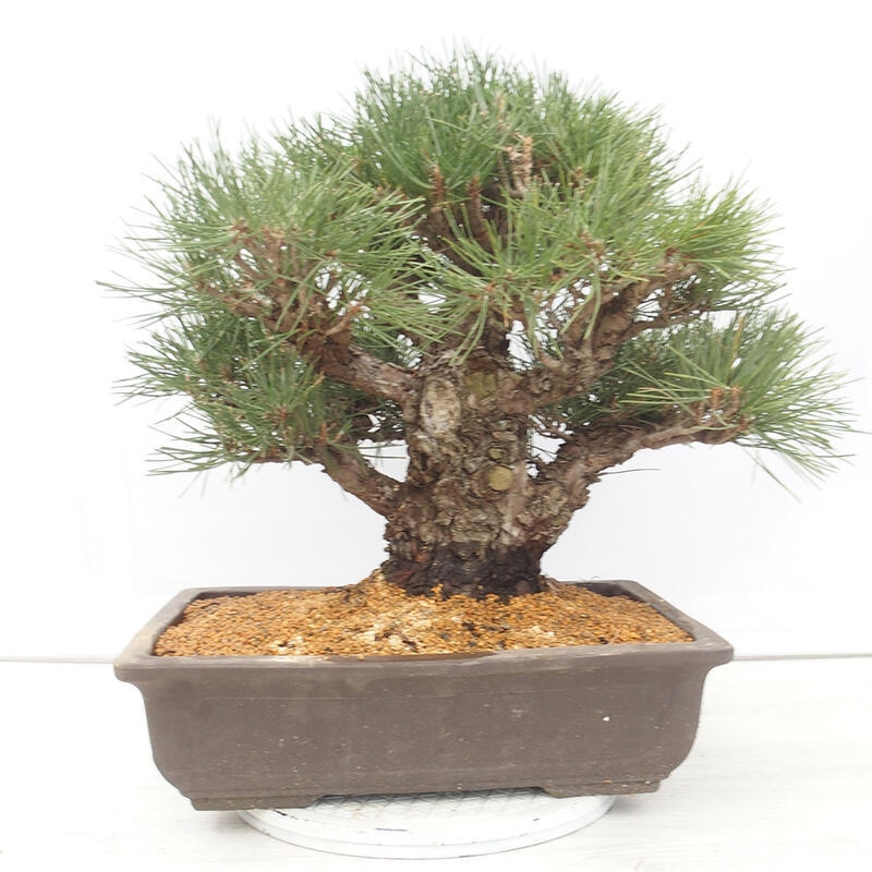 Outdoor-Bonsai - Pinus thunbergii - Thunbergkiefer