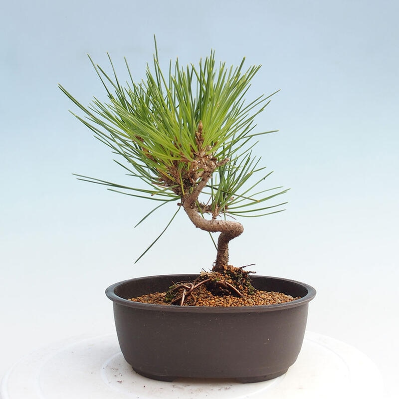 Bonsai im Freien - Pinus thunbergii - Thunbergia-Kiefer