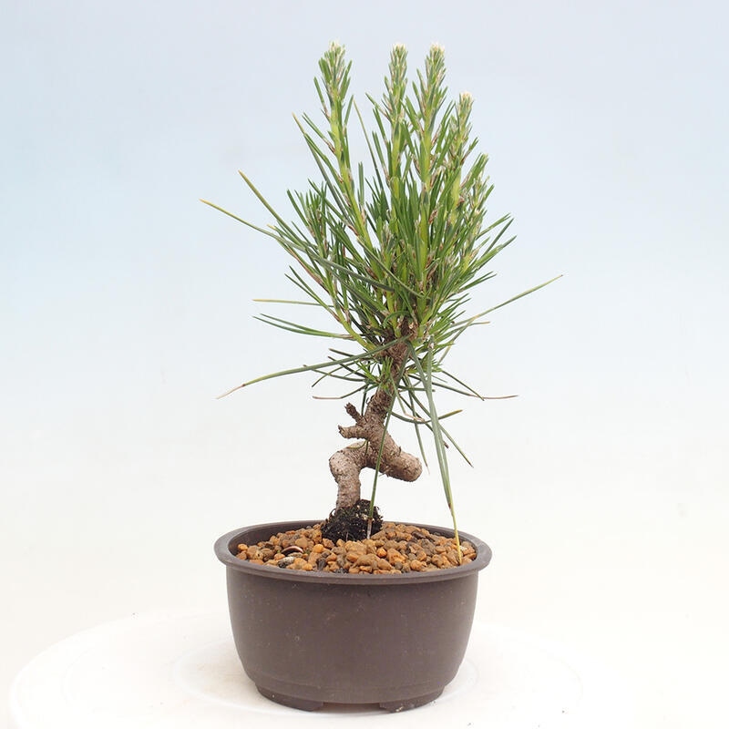 Bonsai im Freien - Pinus thunbergii - Thunbergia-Kiefer