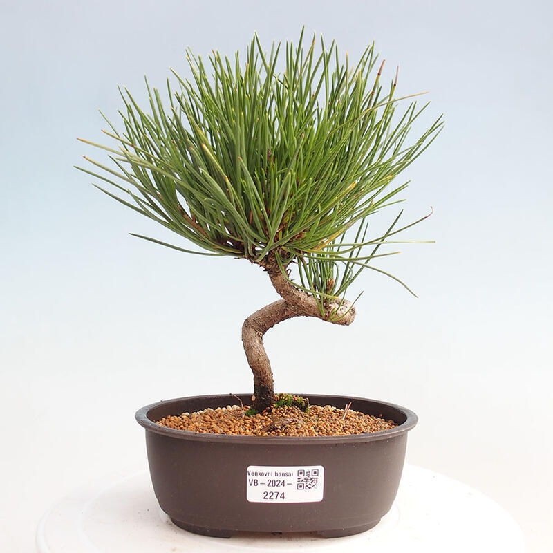 Bonsai im Freien - Pinus thunbergii - Thunbergia-Kiefer