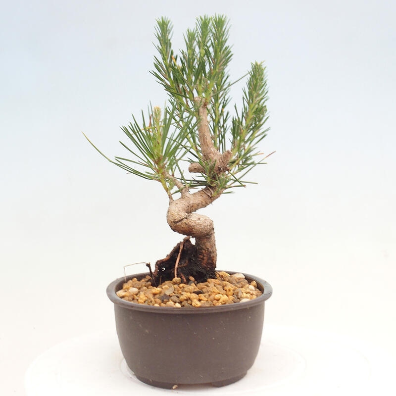 Bonsai im Freien - Pinus thunbergii - Thunbergia-Kiefer