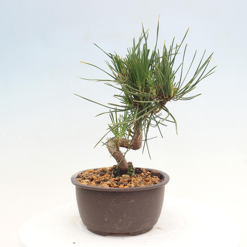 Bonsai im Freien - Pinus thunbergii - Thunbergia-Kiefer