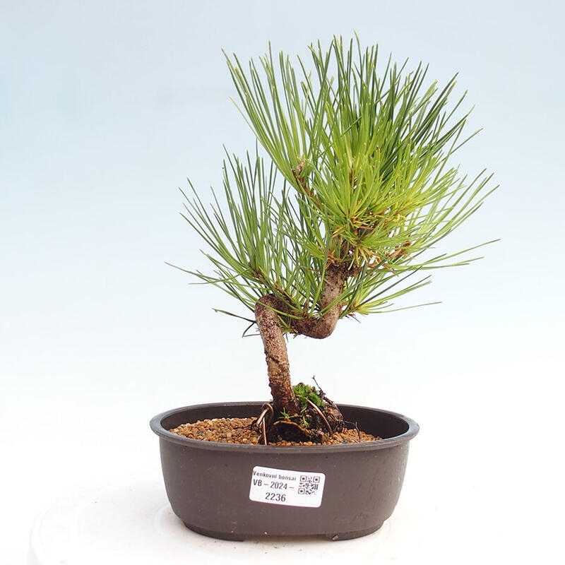 Bonsai im Freien - Pinus thunbergii - Thunbergia-Kiefer