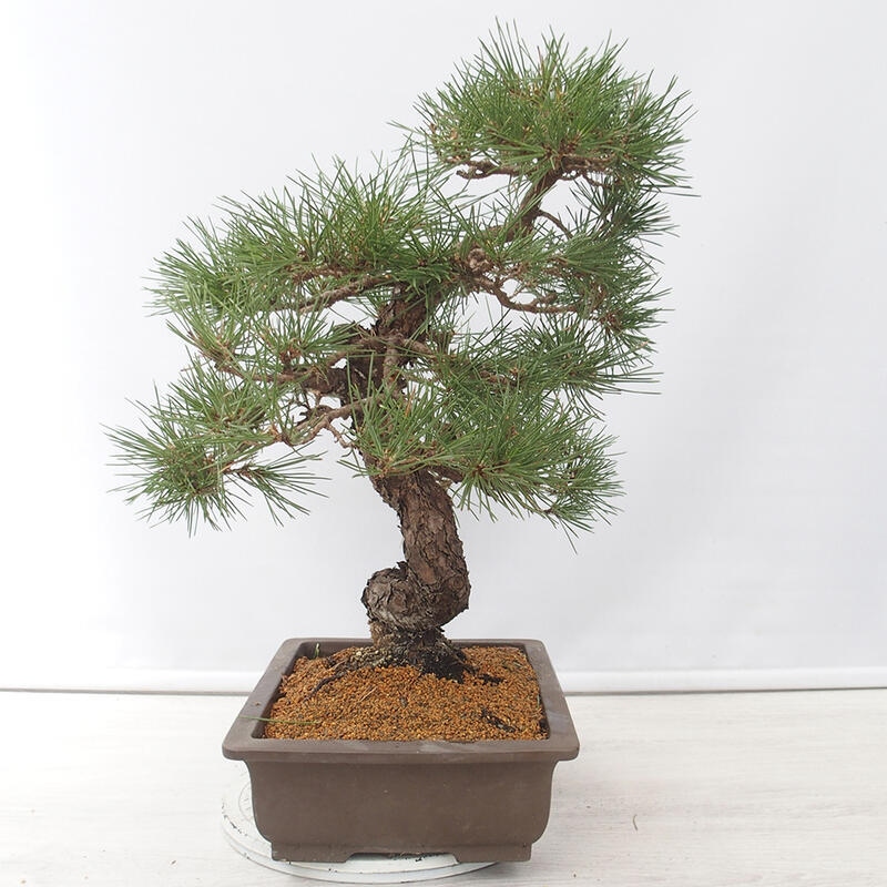 Outdoor-Bonsai - Pinus thunbergii - Thunbergkiefer