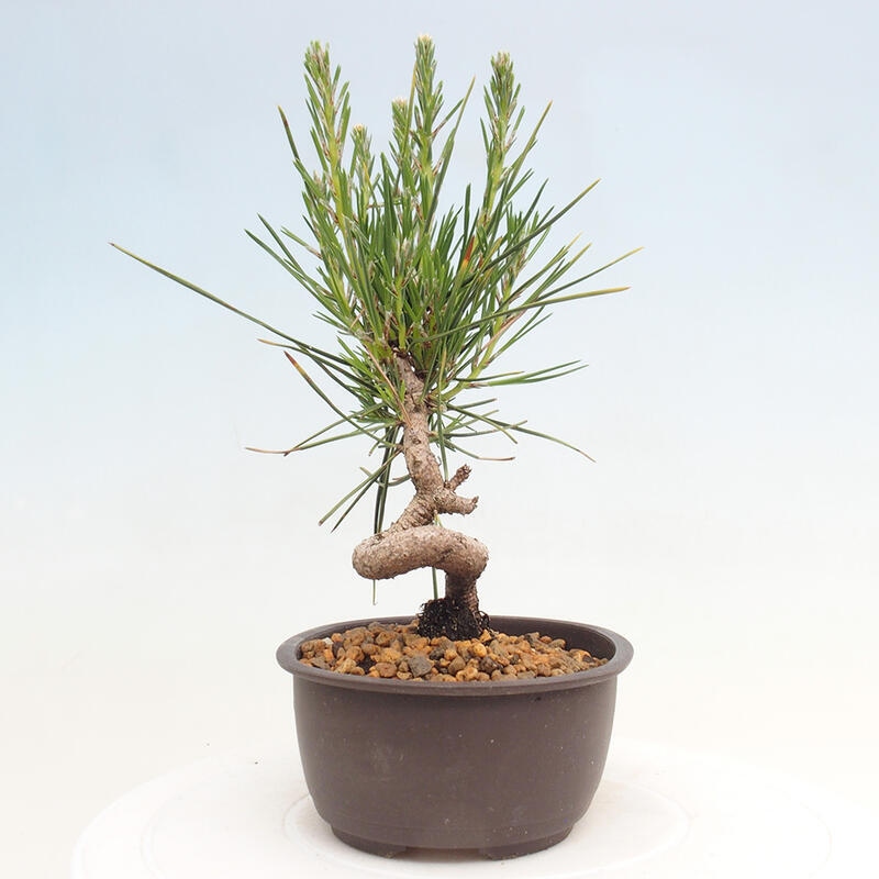 Bonsai im Freien - Pinus thunbergii - Thunbergia-Kiefer