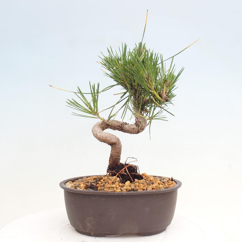 Bonsai im Freien - Pinus thunbergii - Thunbergia-Kiefer