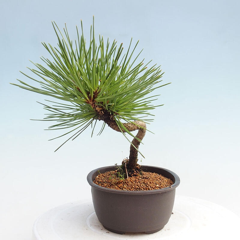 Bonsai im Freien - Pinus thunbergii - Thunbergia-Kiefer