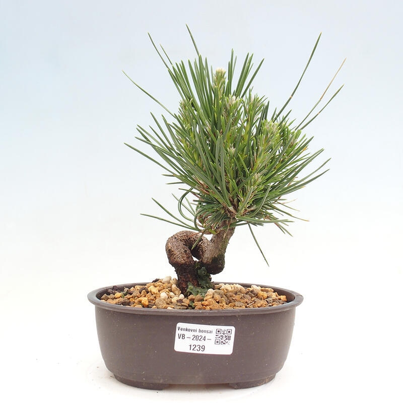 Bonsai im Freien - Pinus thunbergii - Thunbergia-Kiefer