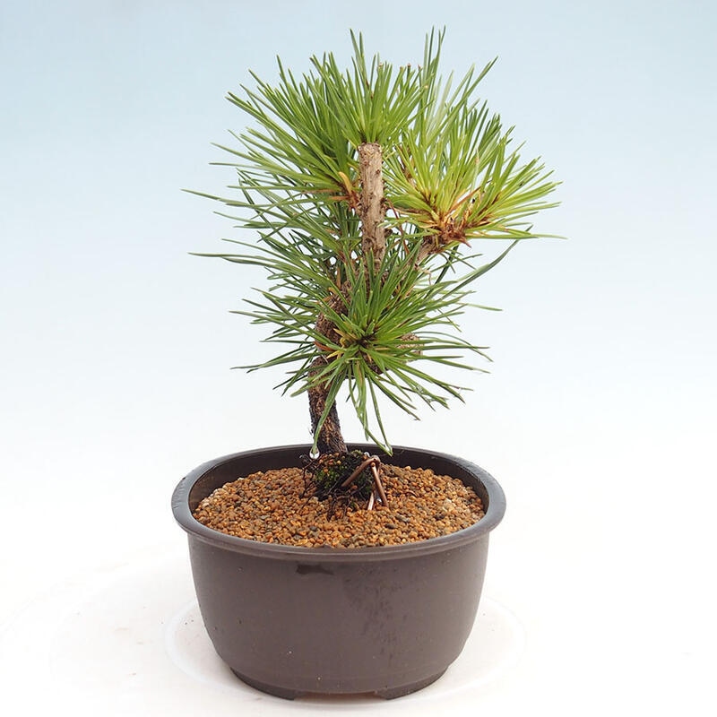 Bonsai im Freien - Pinus thunbergii - Thunbergia-Kiefer