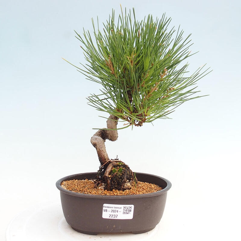 Bonsai im Freien - Pinus thunbergii - Thunbergia-Kiefer