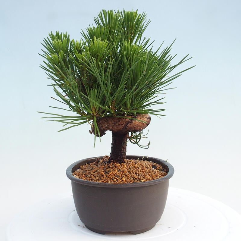 Bonsai im Freien - Pinus thunbergii - Thunbergia-Kiefer